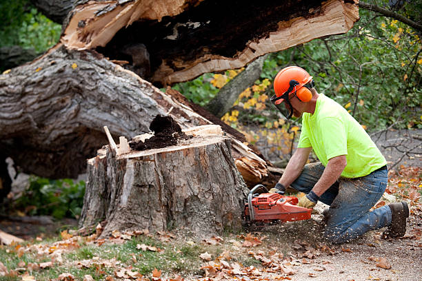 Best Emergency Tree Removal  in North Lewisburg, OH