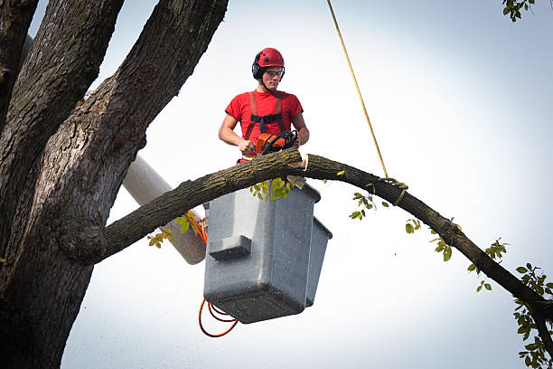 Best Stump Grinding and Removal  in North Lewisburg, OH